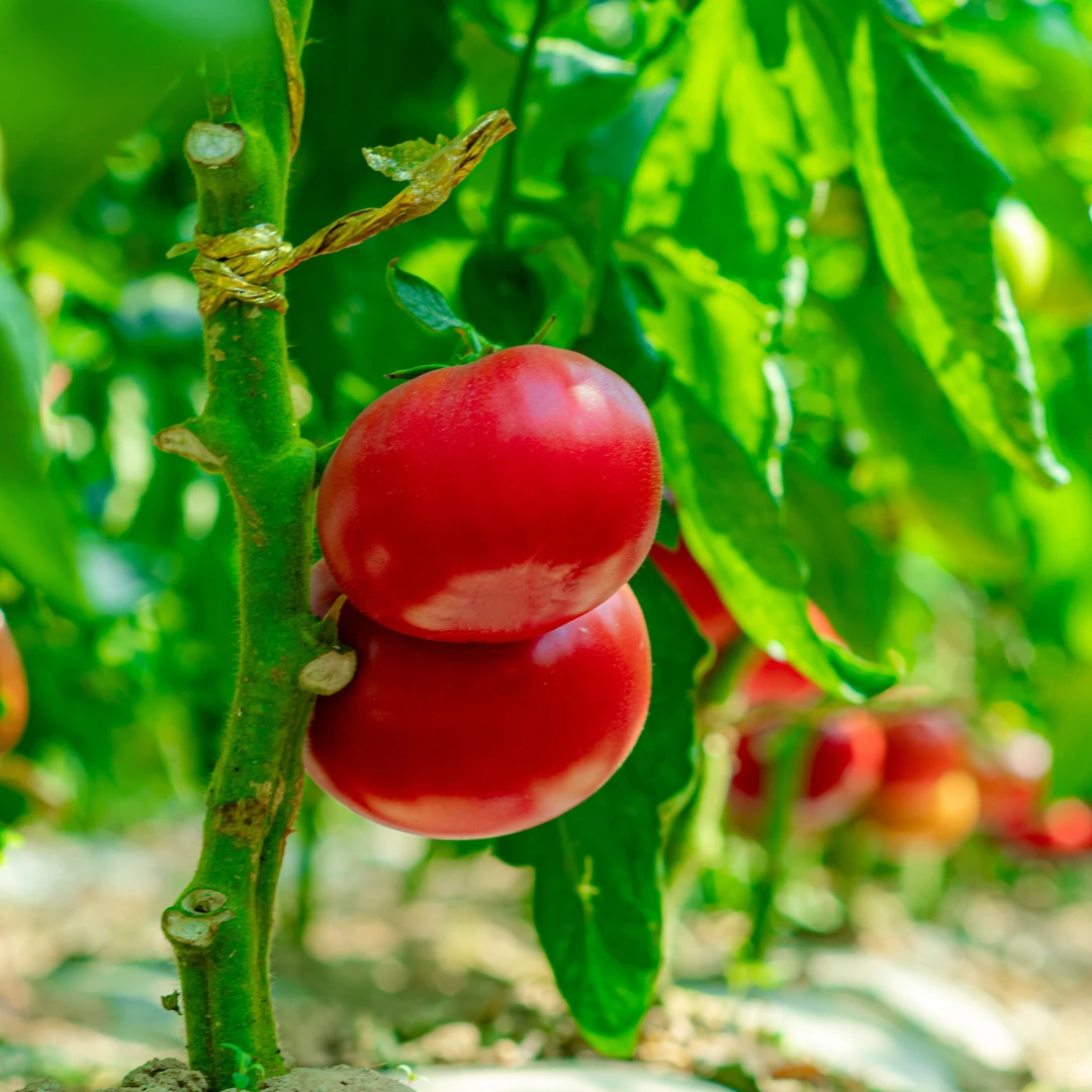 口感番茄五斤盒装新鲜