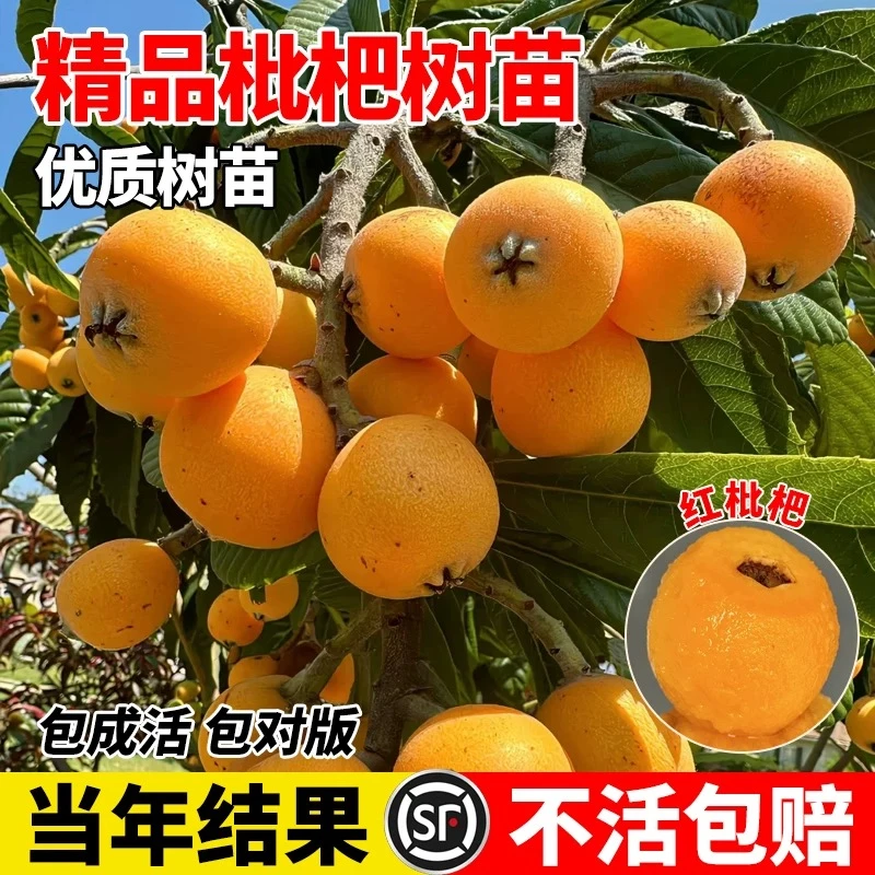 枇杷树苗嫁接早钟六大五星枇杷苗树果苗带土盆栽南方种植当年结果