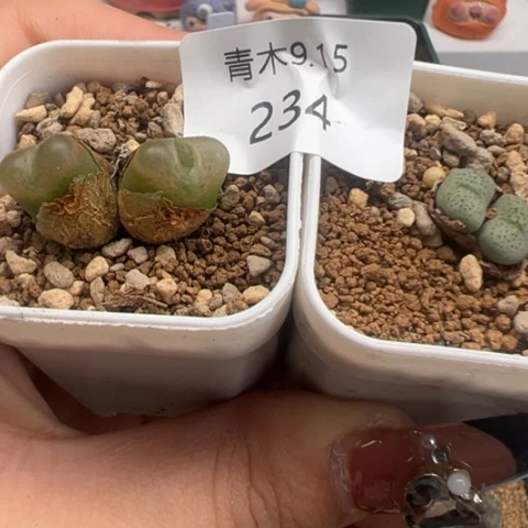 234 好看的多肉冲冲冲。
