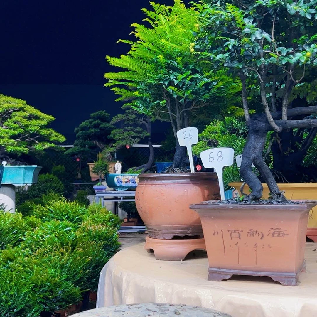 当前无花朵，栽培后可花朵张*河