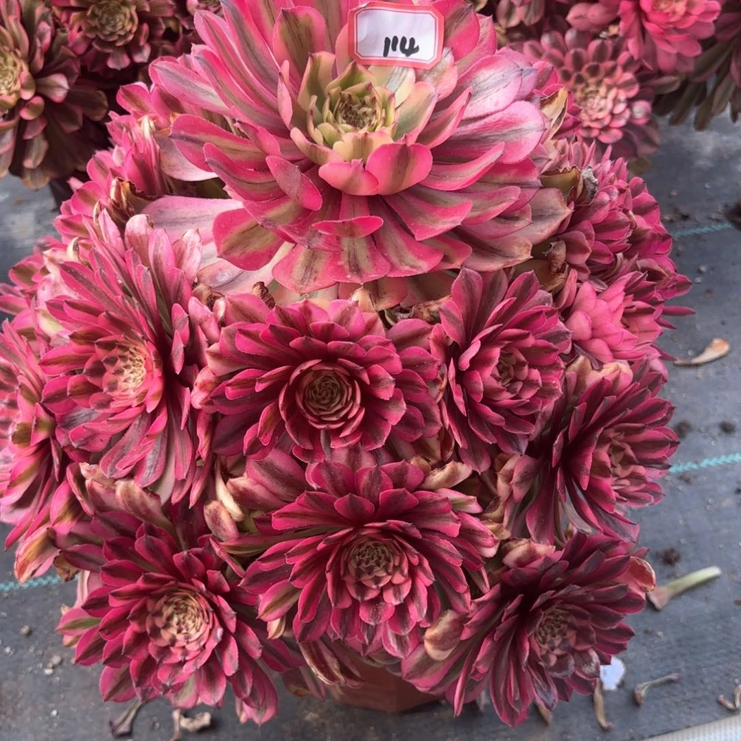 无花朵114粉肌多肉植物绿植