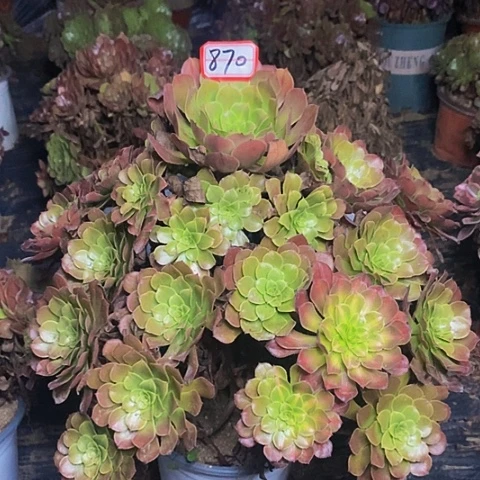 铜壶老桩中斑捧花870