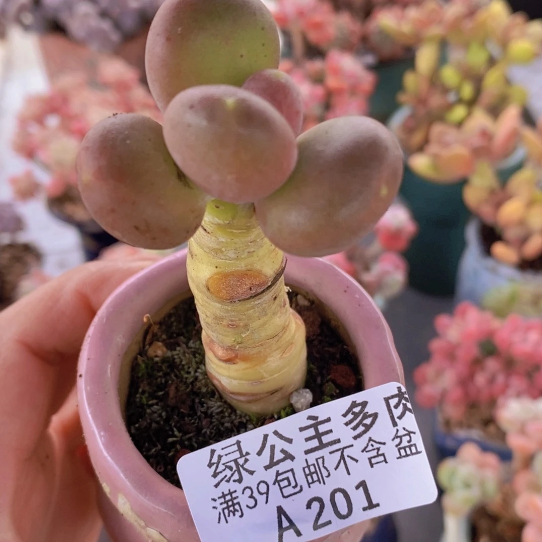 芒果奶单头201多肉植物