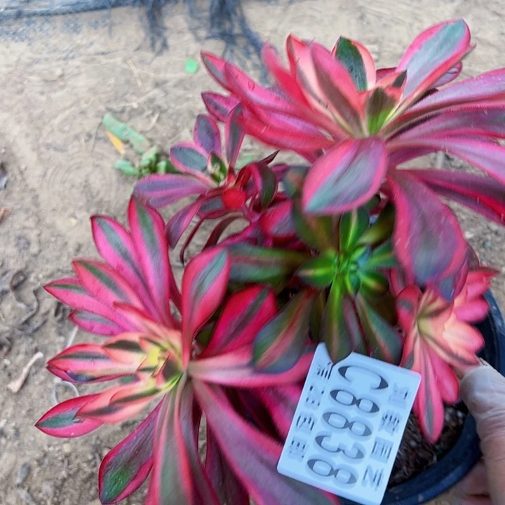 8838多肉植物法师法师