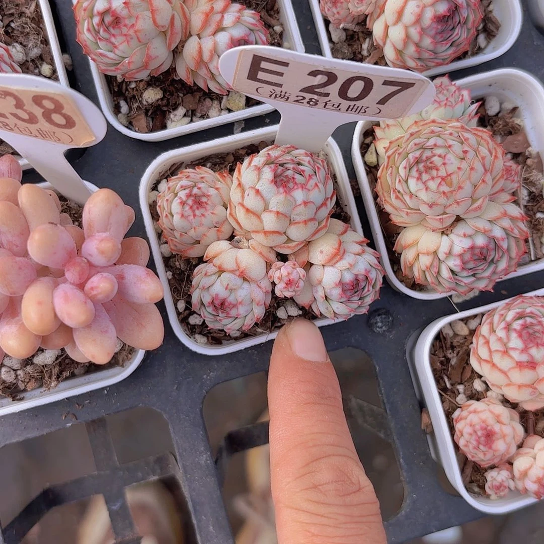 E207小红船一物一拍