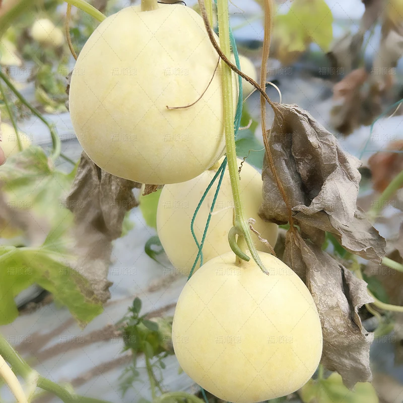 白糖罐种子 白沙蜜甜瓜  甜瓜种子 白皮白肉甜瓜