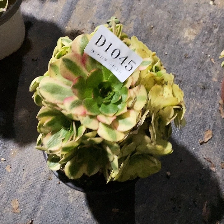 初****1045雨荷多肉叶片微瑕疵