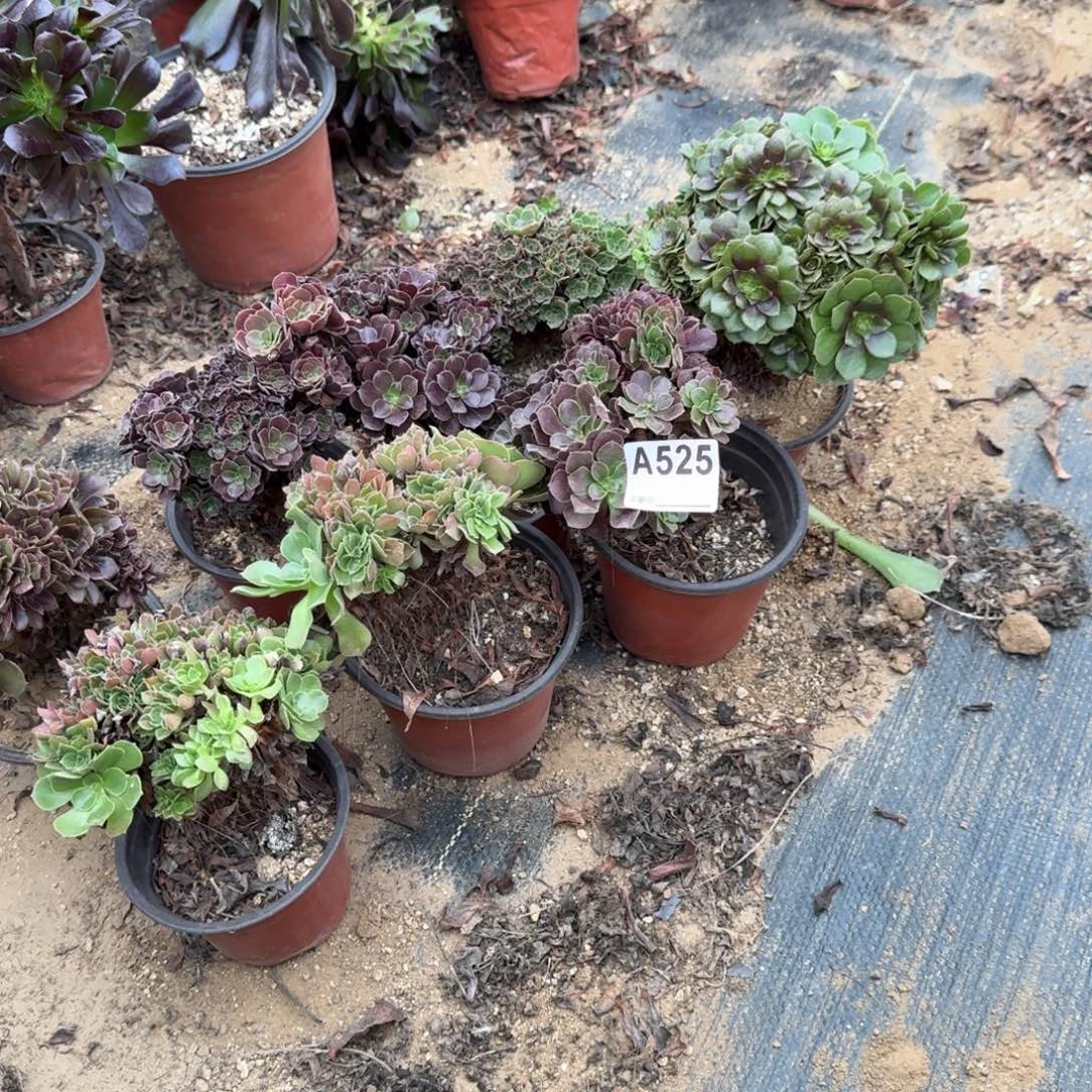 525玫瑰欧紫万缀微瑕共8颗