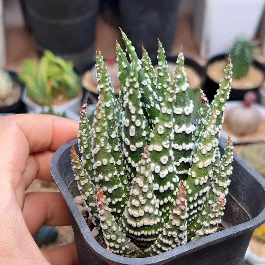 大型猫眼十二卷一颗