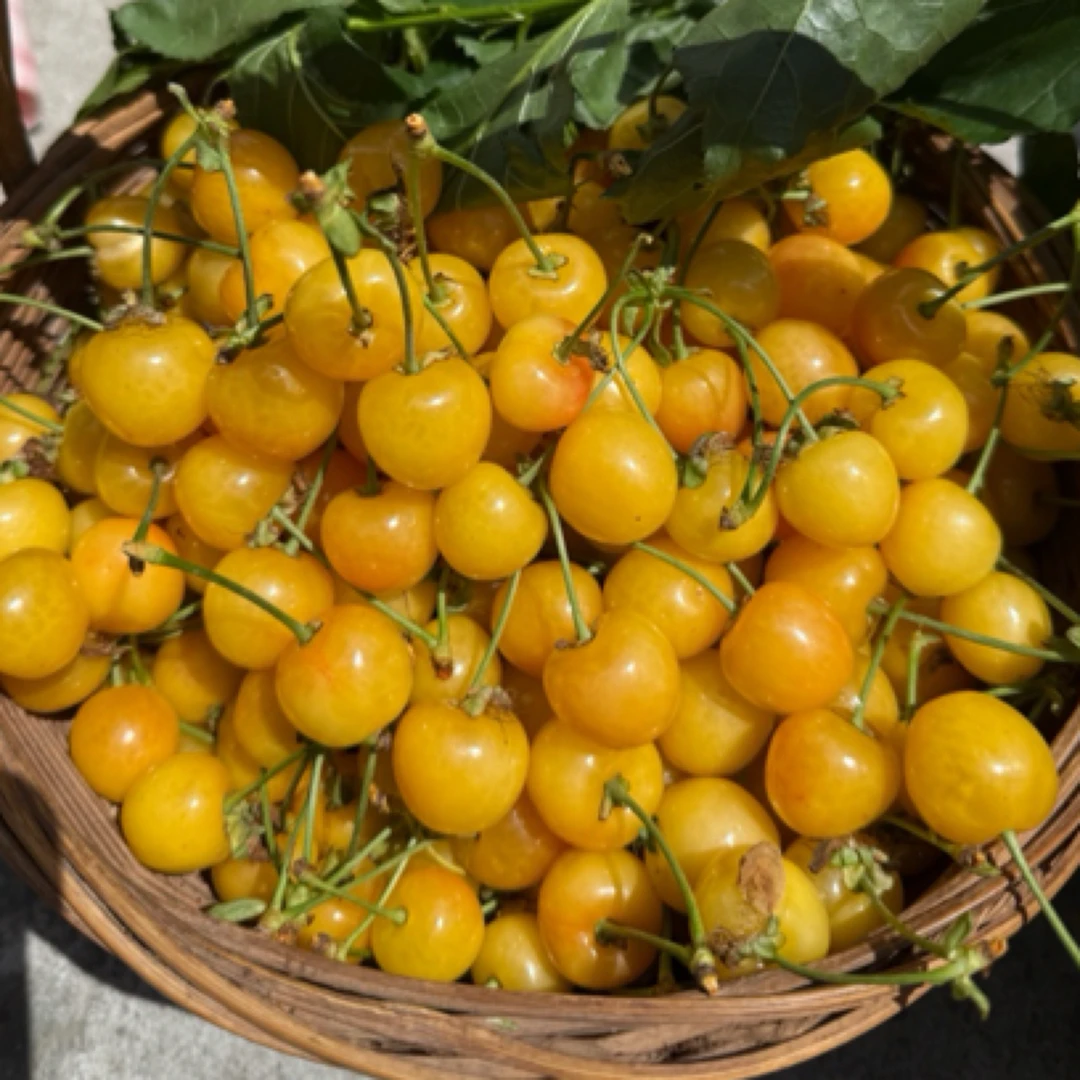 汉源冰壶黄樱桃/冰壶樱桃&黑珍珠双拼