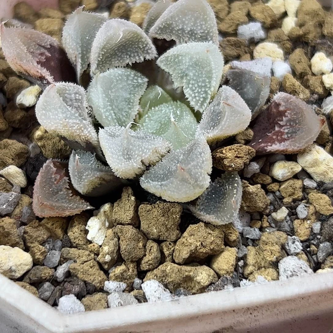 白帝城变异十二卷多肉植物