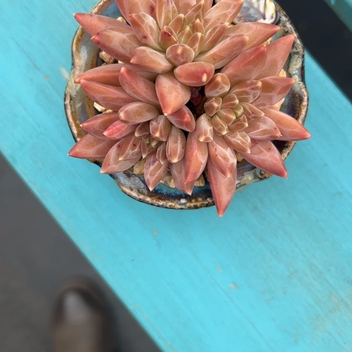 x****5带土带盆，一物一拍