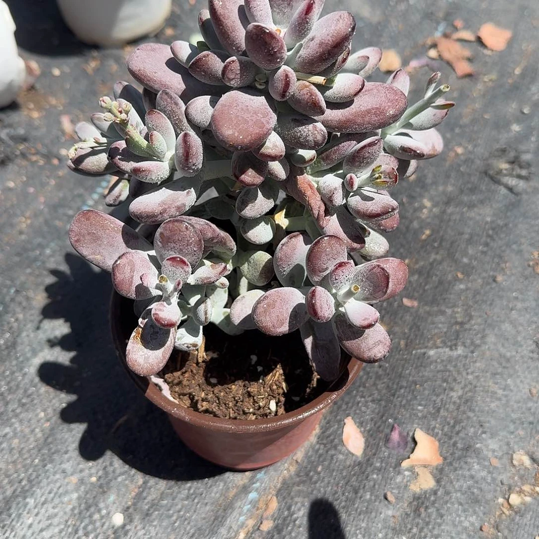 乒乓度娘多肉植物