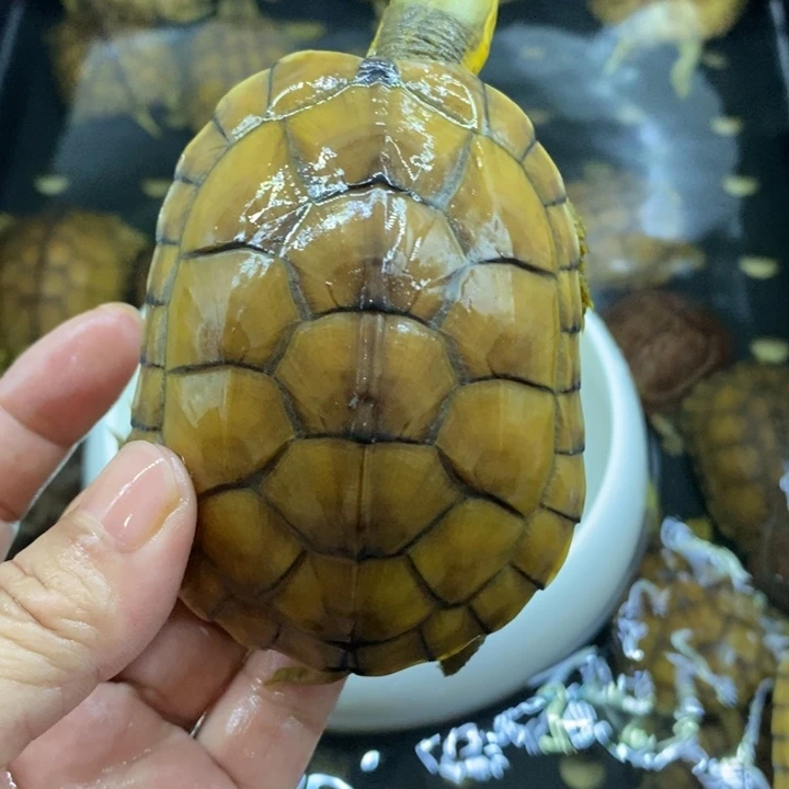 ****️母绿毛龟1111111111