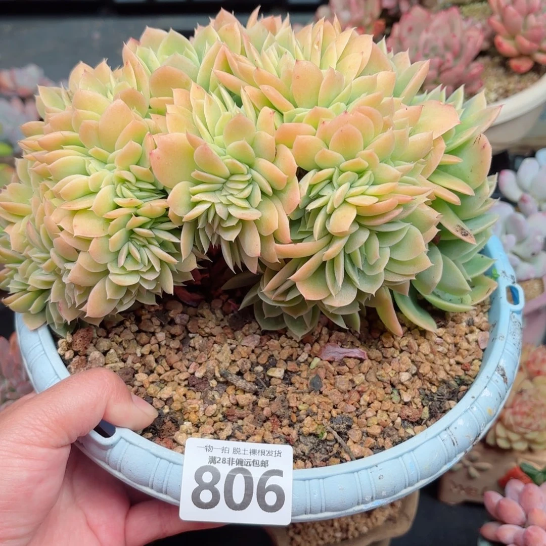 厚叶月影无盆土发货