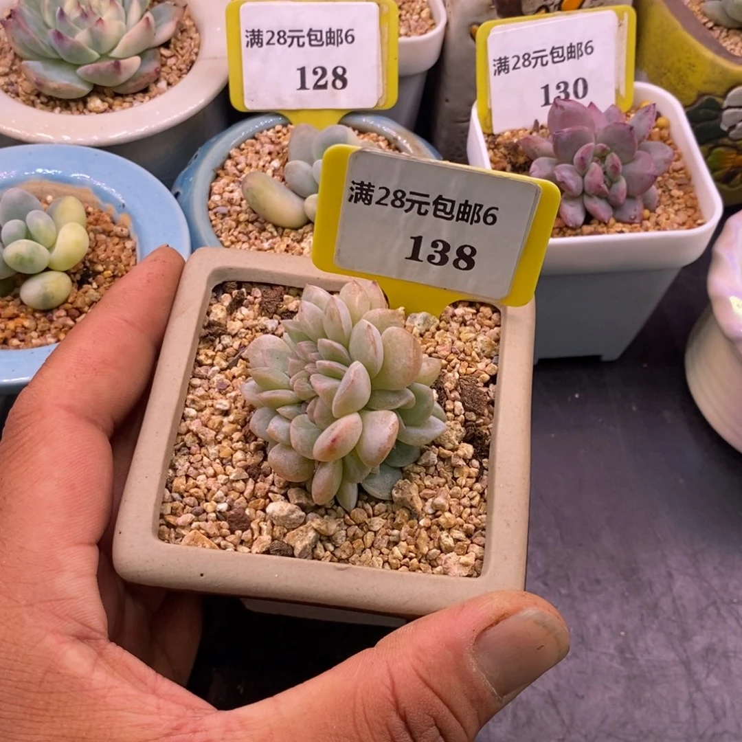 6138冰魄缀化多肉植物