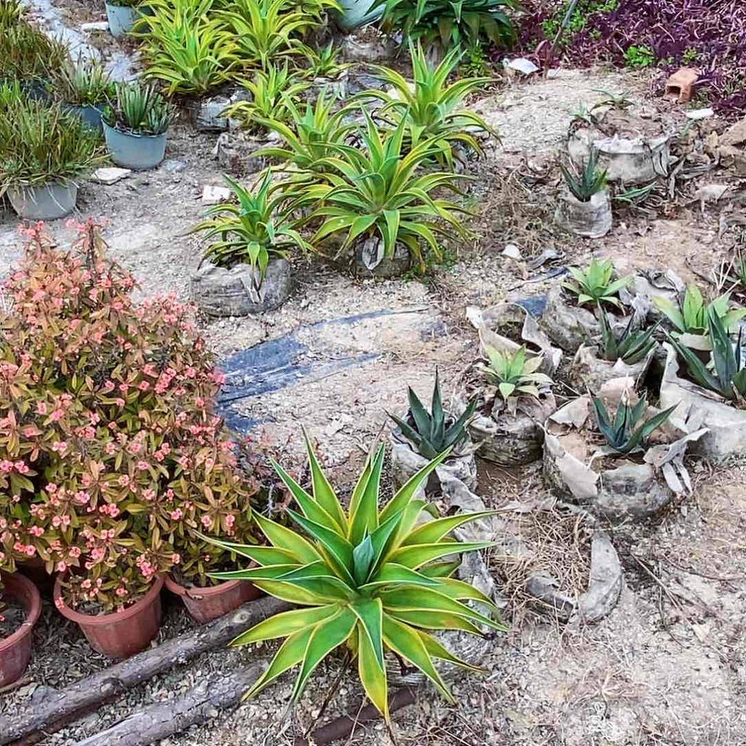 用****9000000000005555