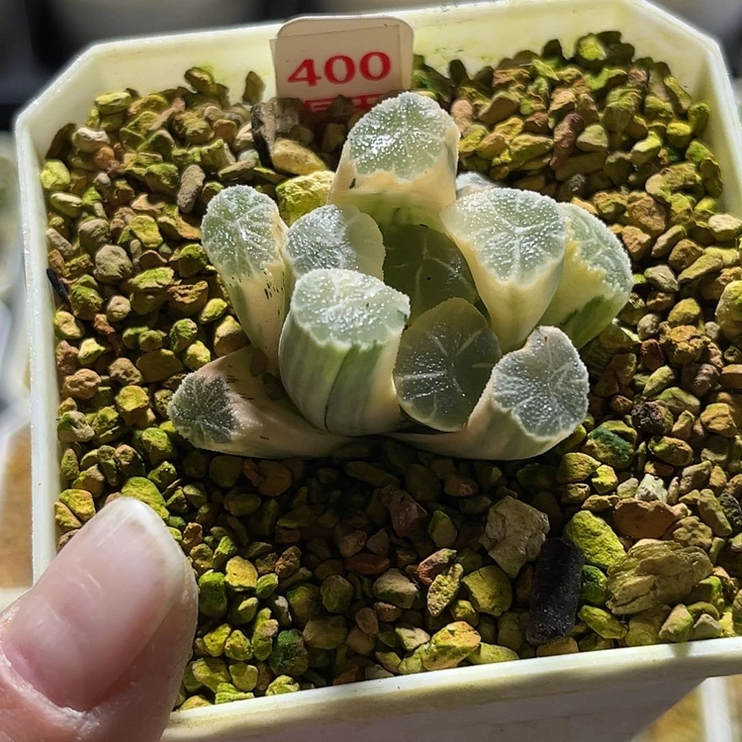 400糊斑万象锦福利福利