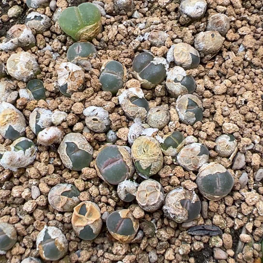 量拍ap种源安格尼斯之眼风铃一颗