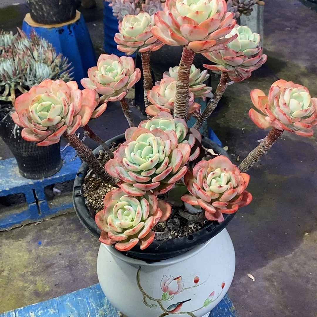 吉***酒白月光多肉带盆物流自理