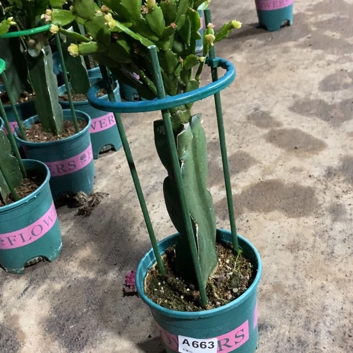 当前无花栽培后可以开花李663嫁接红重