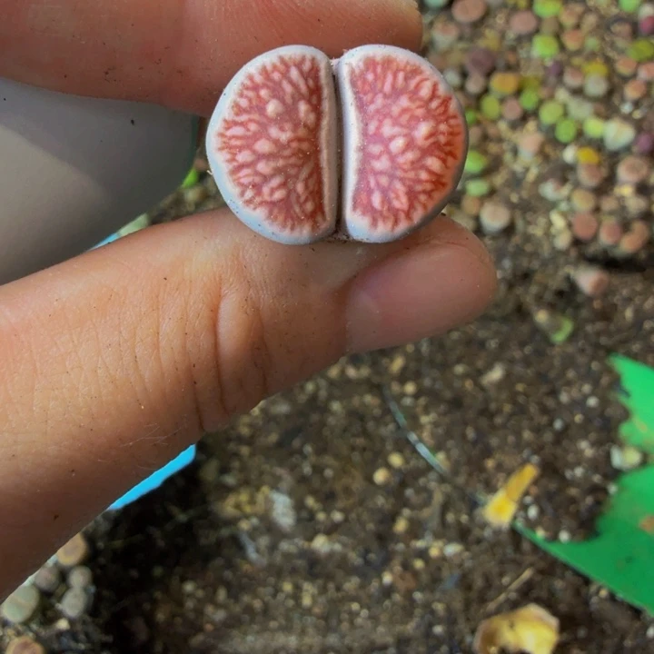 ?*叶多肉葡萄的味道真的很410