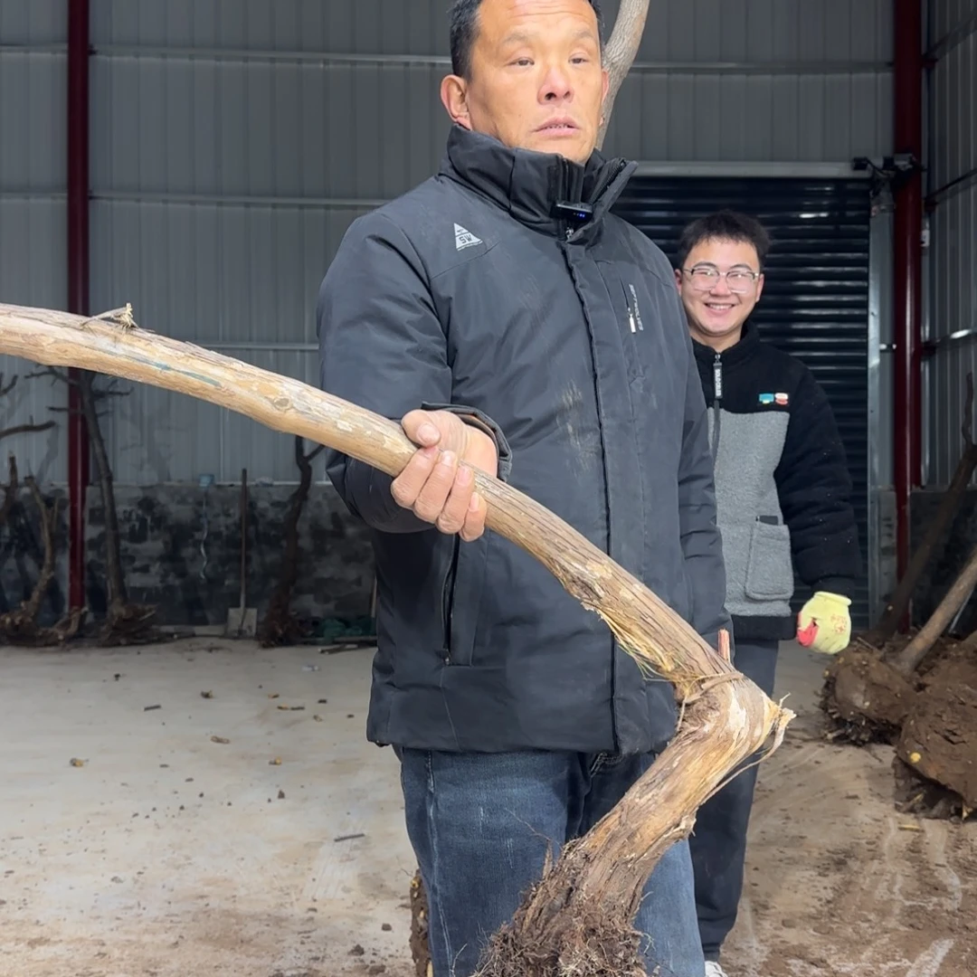 中***母无花朵果盆111111