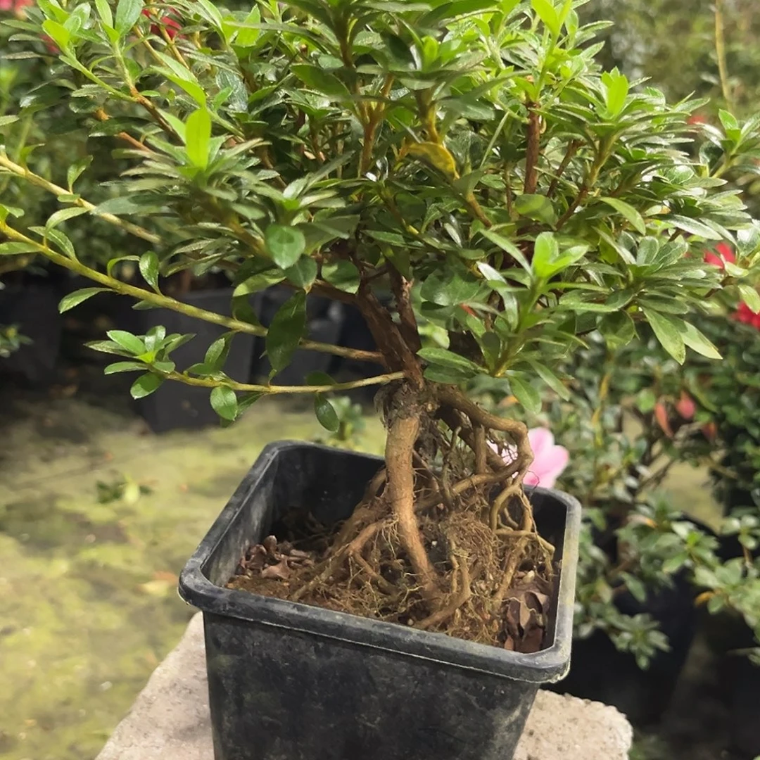 清***洲完全开放明美之月