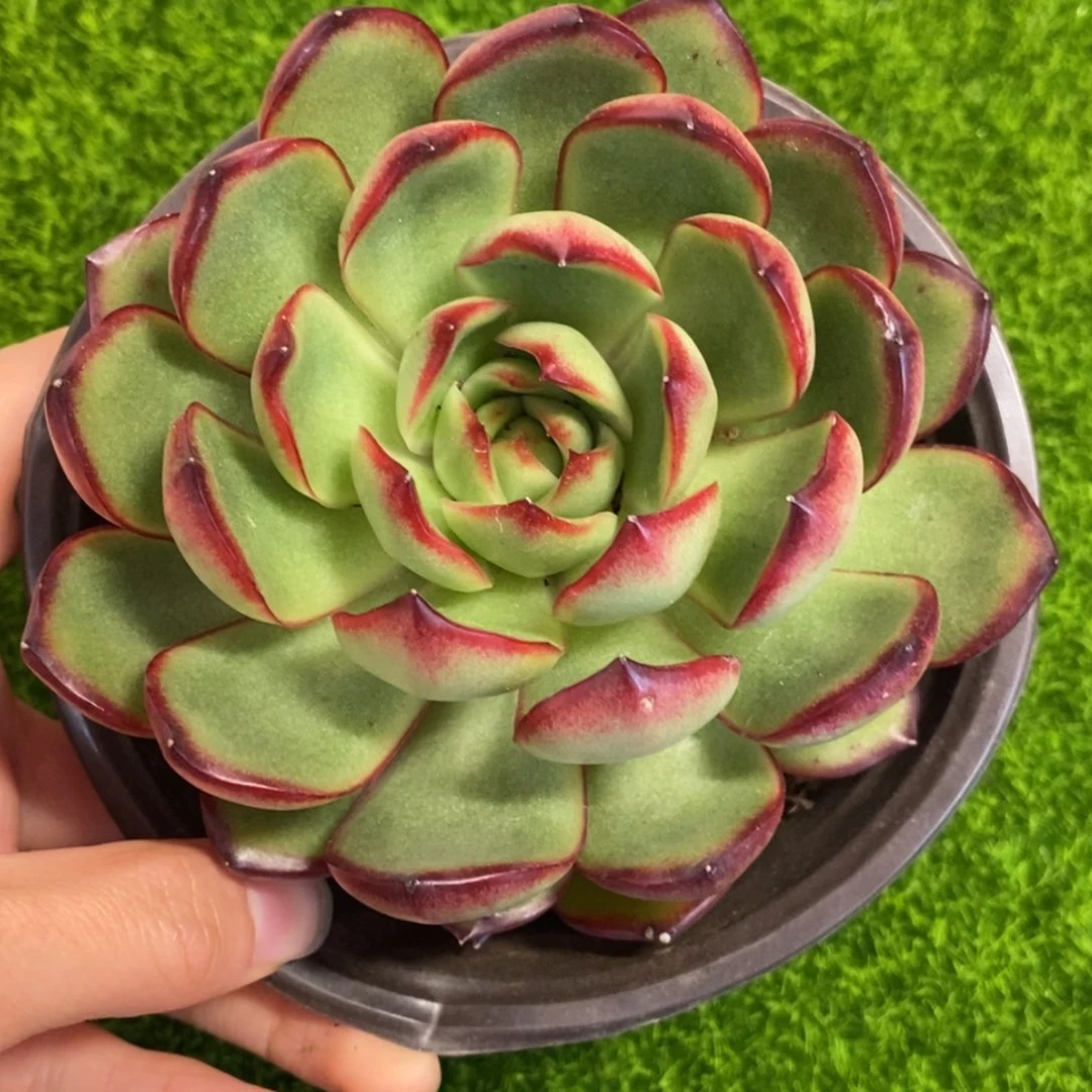 带盆带土，一物一拍
