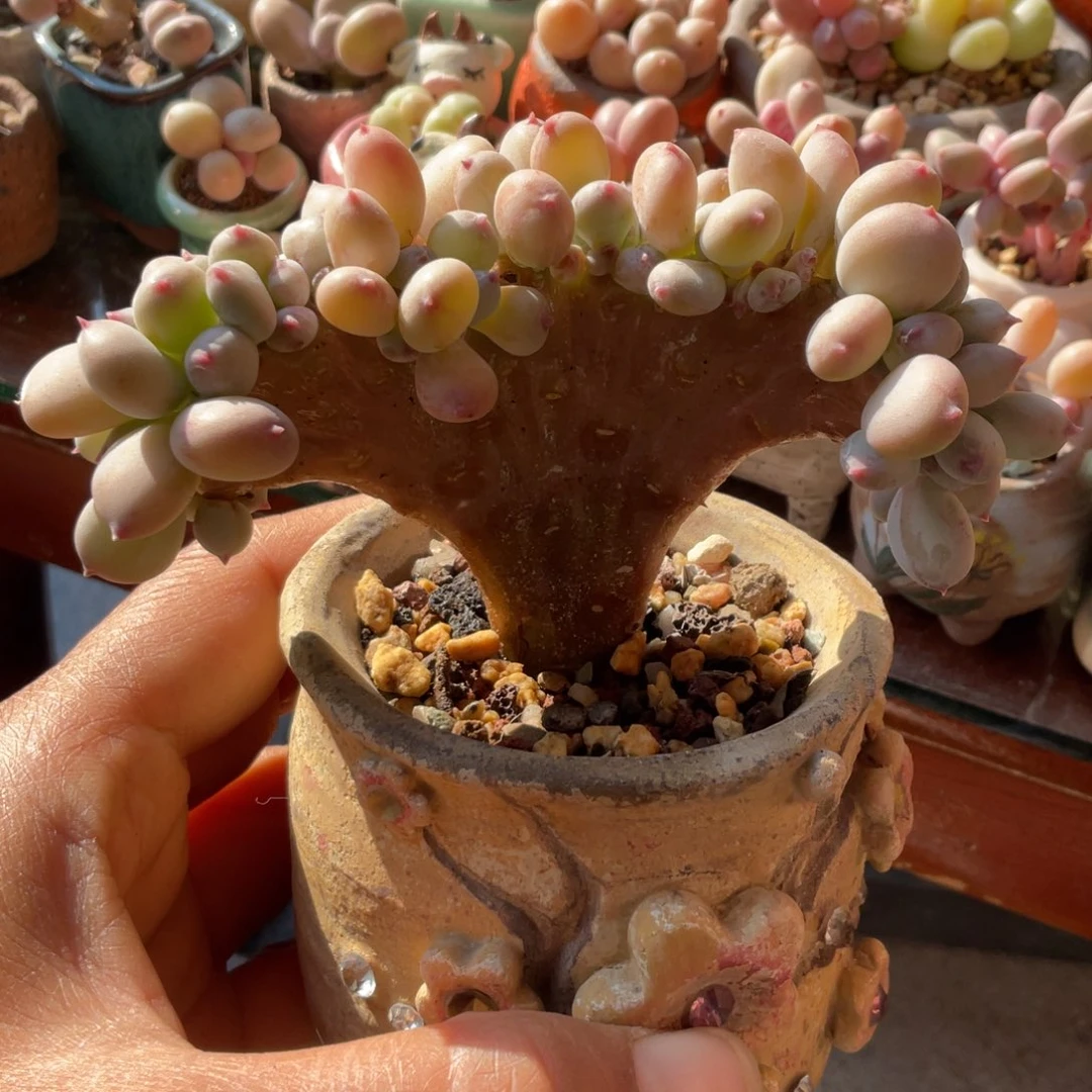 w***⁹二代苹果奶果奶缀