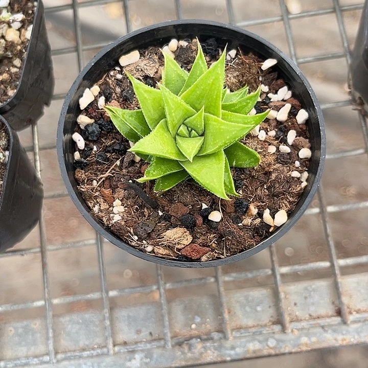 我也不知道我为什么要