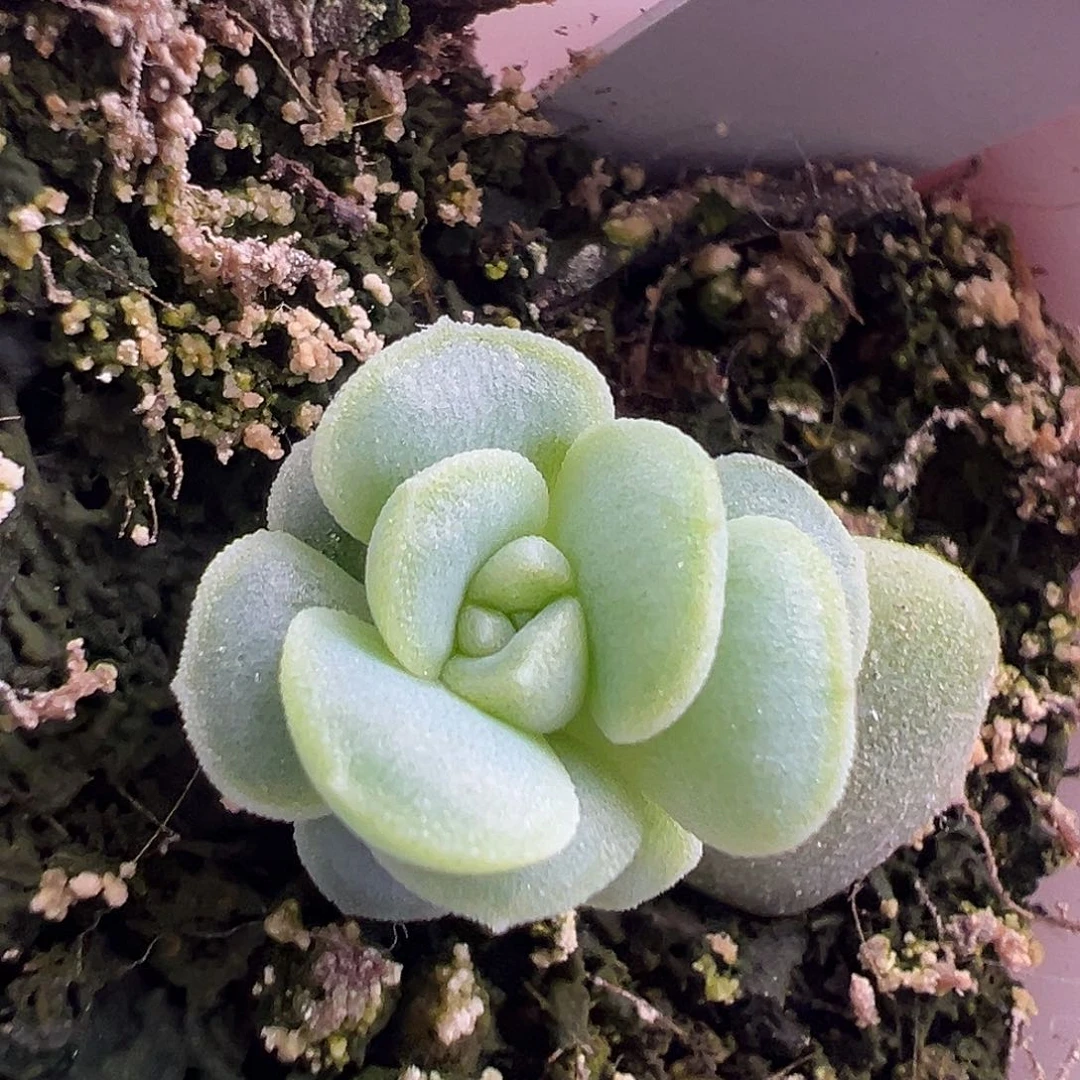 花楹。