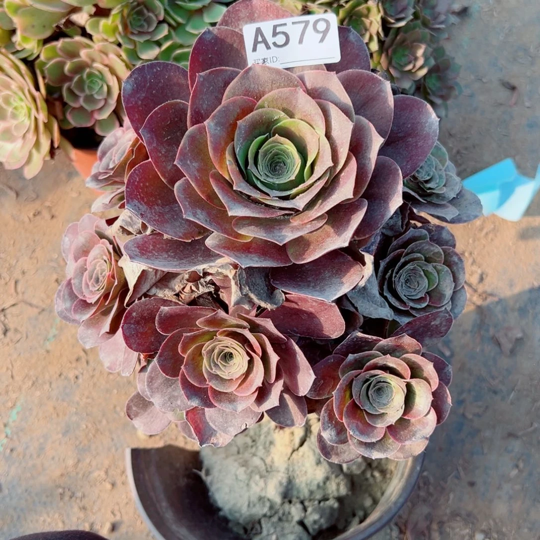 579玫金玫瑰多肉植物法师