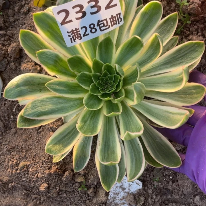 2332三号棚清莲多肉植物K