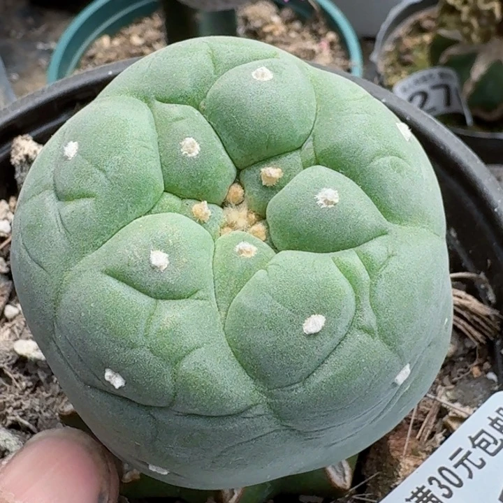 福利苗接白肌481