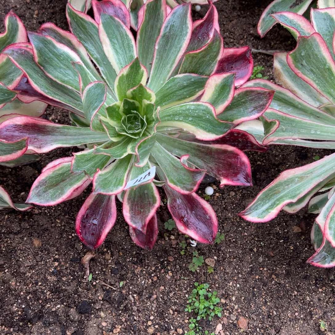 171黑魅醒多肉植物