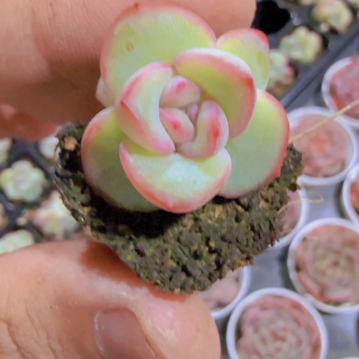 奶油泡芙五颗一组