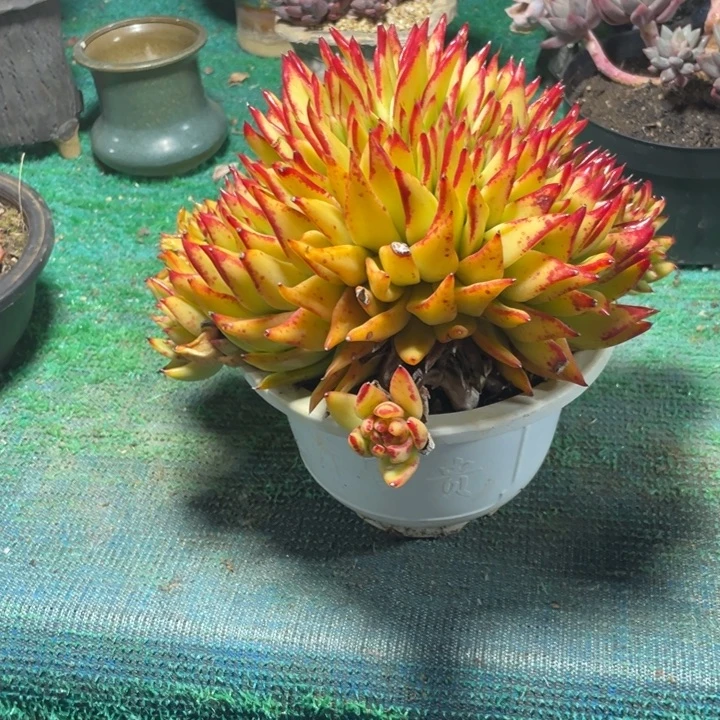 牙***牙黄皮缀化一物一拍