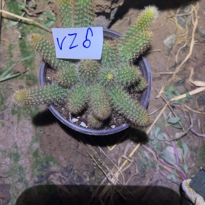 小***奶V26自根金妞小粉50