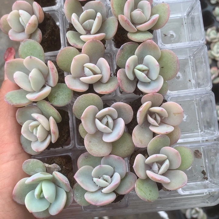 奶茶。3颗（满9.99包邮不满9.99发空盆）