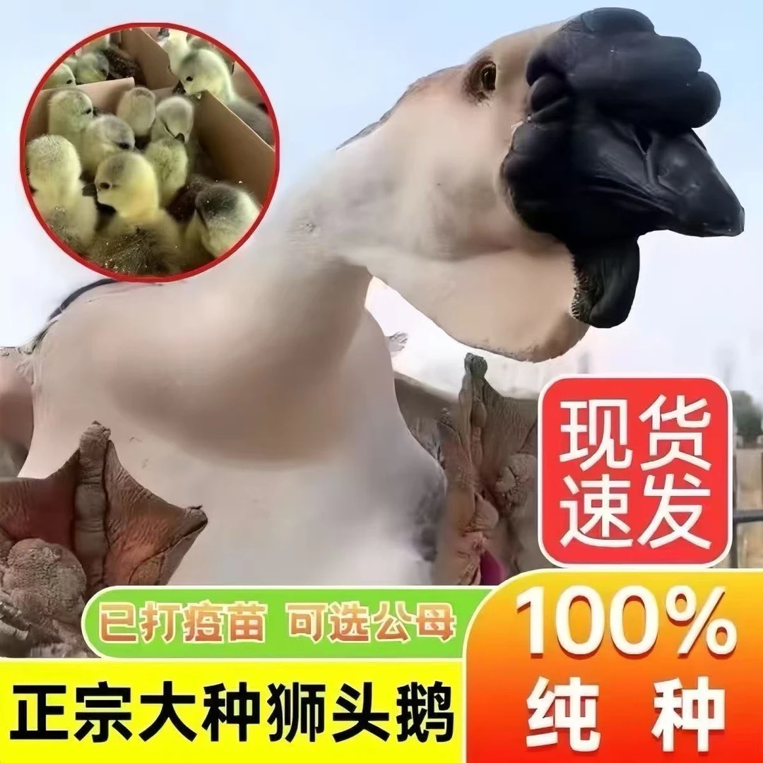宠物狮头鹅【活体包邮】