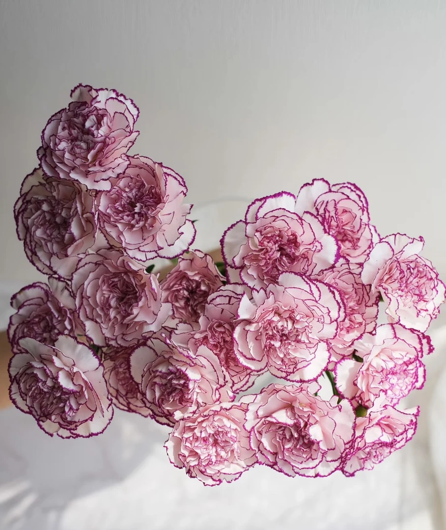 鲜花【紫精灵康乃馨】同地址两单以上顺丰包邮送货上门+送配草1扎