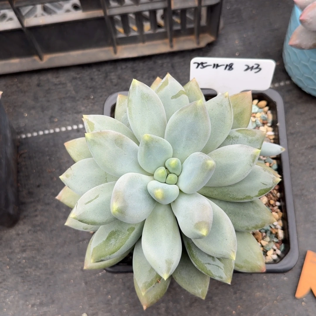 25-11-18一物一拍黄胖体哥特大单头带崽203