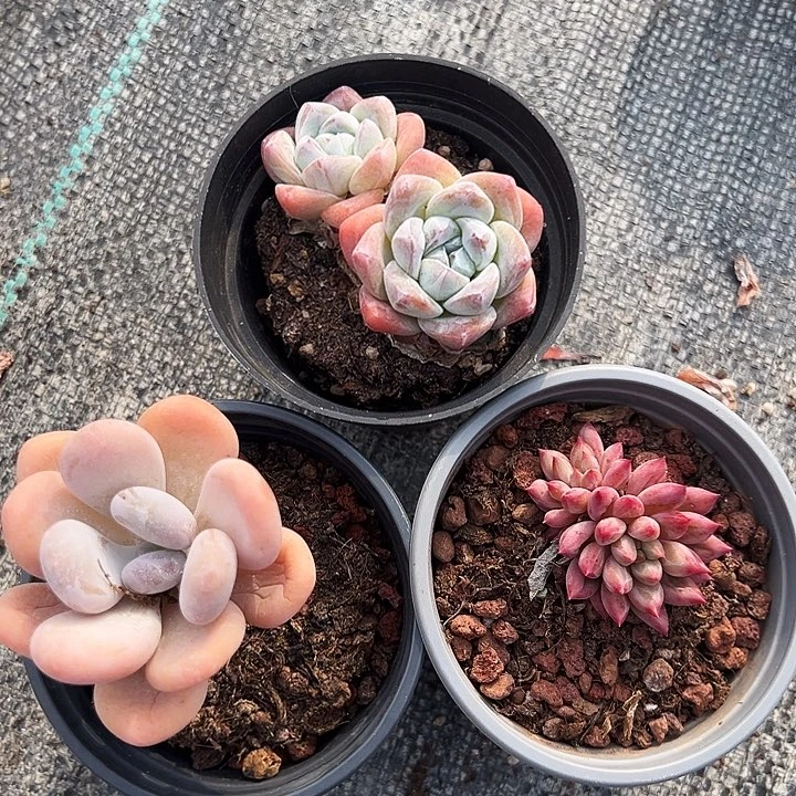 橙梦露，双头虞美人，双头  奶油冰玉