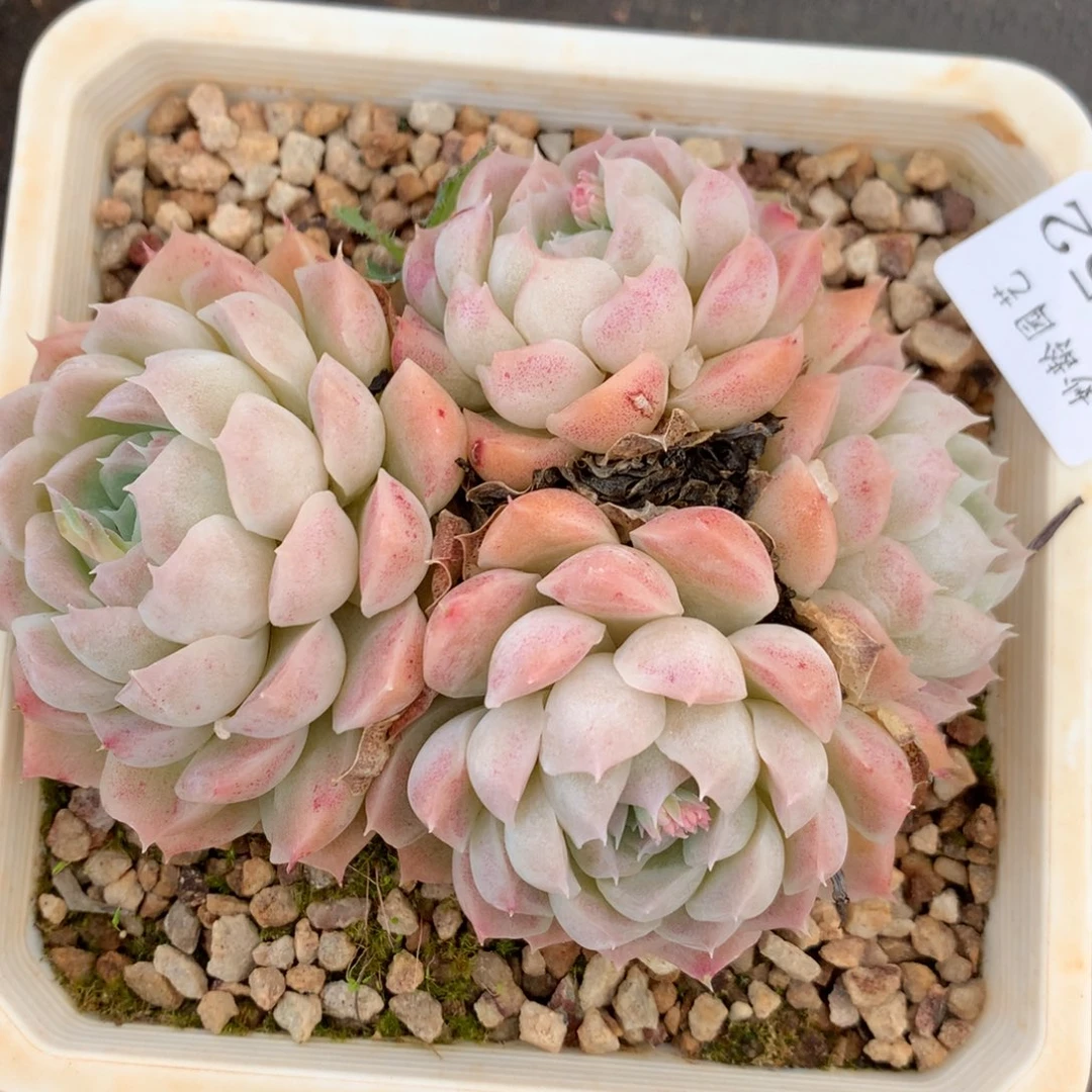 2852杂交精品基地12厘米