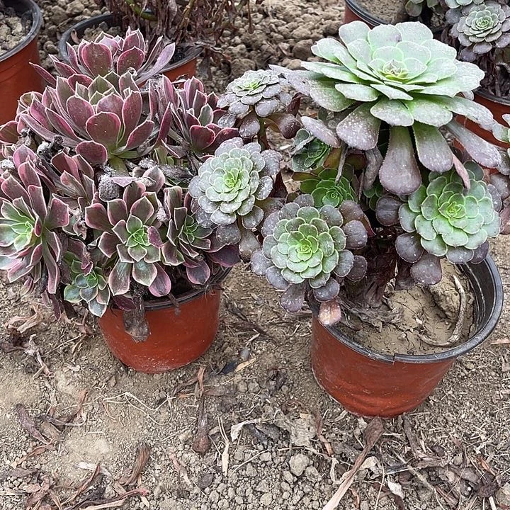 2棵玫瑰玫瑰玫瑰玫瑰