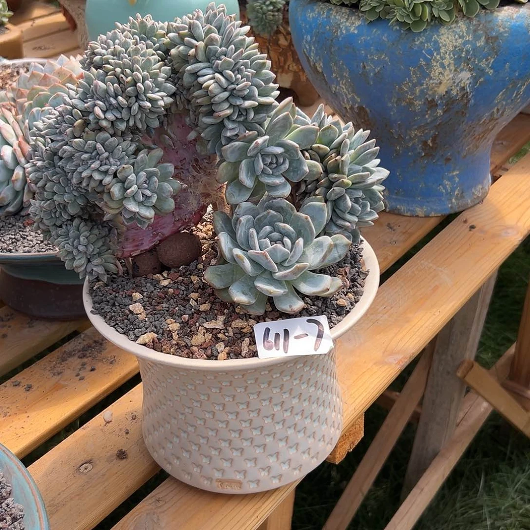 钟*想611-7橙子树缀多肉微微瑕临时寄养