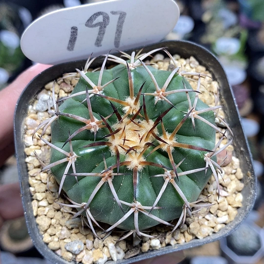 实生圆盘玉197号5.5cm