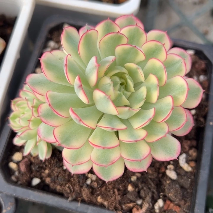 梦幻玫瑰黄锦一物一拍锦龙