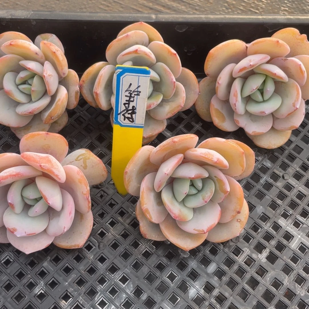 等**姐姐我是我最爱你们